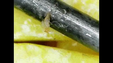 Can You Guess What This Zoomed in Object Is? EVERYDAY OBJECTS UNDER MICROSCOPE