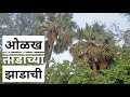 Identification of palm tree samudachejhad tadachejhad pamsrecipes 