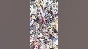 Simple Trick Easy Way To Harvest Bamboo Shoots In The Forest #shorts