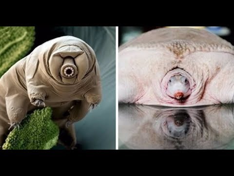 ჩვენი პლანეტის უცნაური ბინადრები