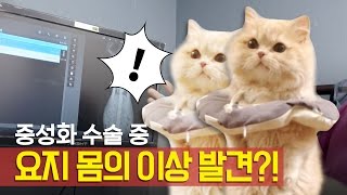 중성화 수술 중 요지 몸의 이상 발견?! 요지땅콩안녕 2부