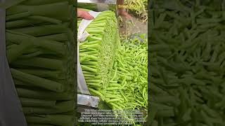 High-Speed Mechanical Shearing of Crisp Plant Stems #worker #process #mechanics#vegetable