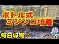 ボトル式ミジンコ培養で毎日収穫ローテーション♪【安定爆殖】＃５５ ～美心めだか～