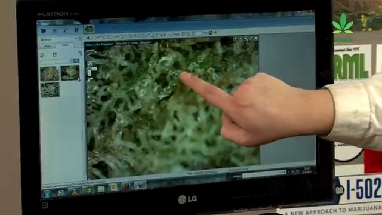 The CannaTest, first ever streettest of cannabis.