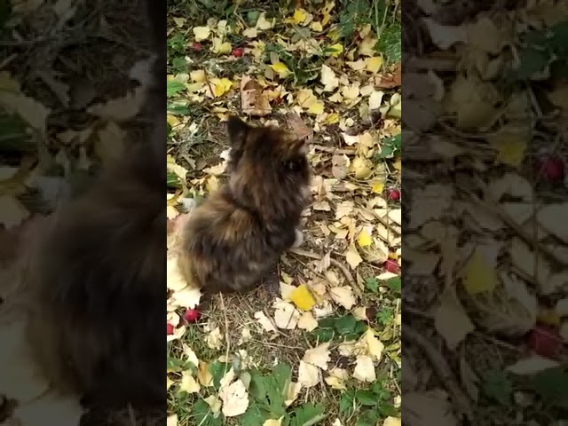 Маленькие котята смесь Мейн-куна и обычной кошечки. Милые котята! Смешные кошки!