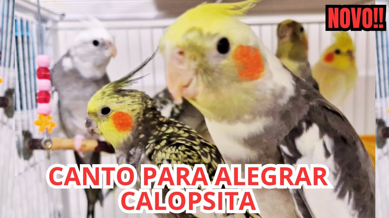2 HORAS DE CANTO DE CALOPSITA para Estimular Sua Calopsita Cantar  Várias Calopsitas Cantando