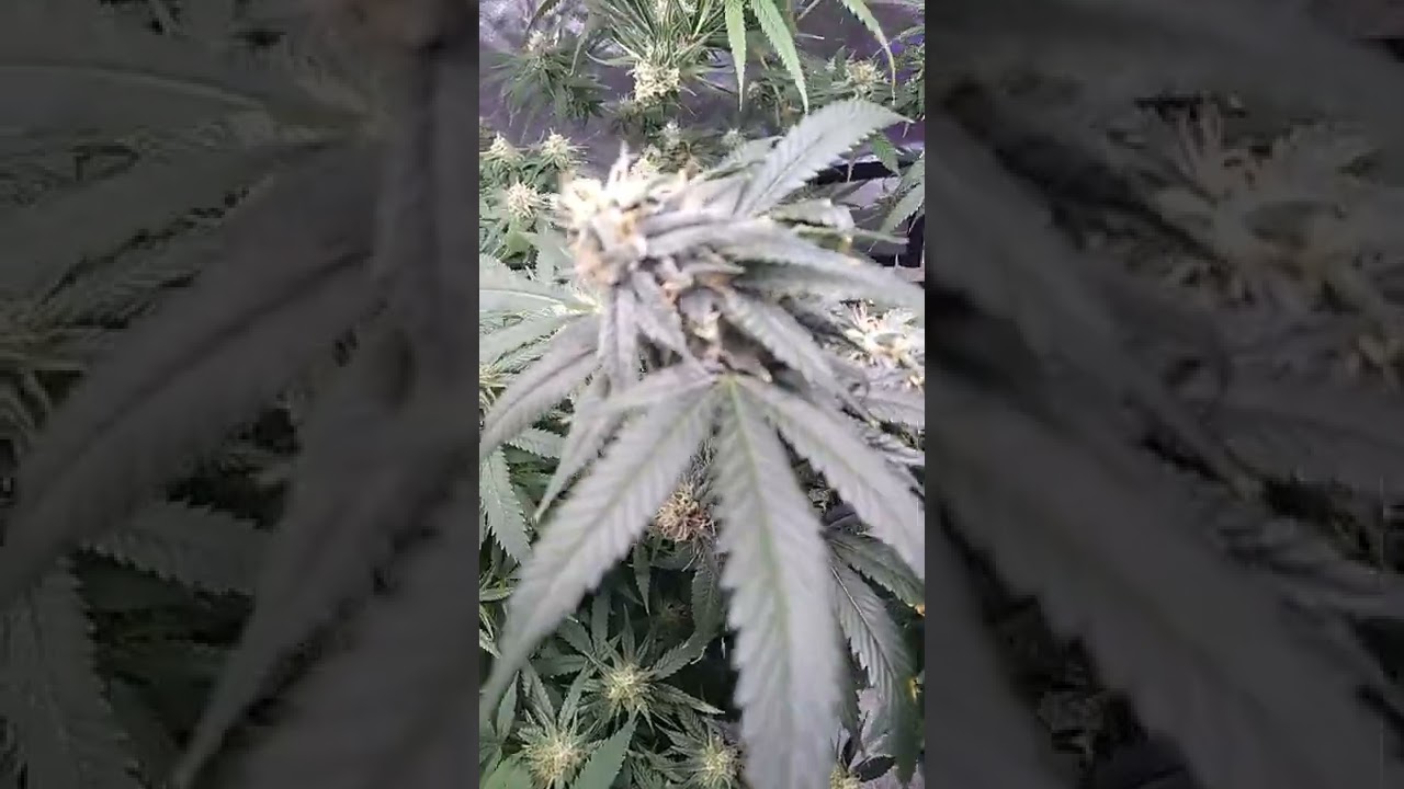 platinum og Kush week six of flower.