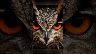 Doja Cat ,The Weeknd - You Right  || Angry Owl 😡 || Lyrics