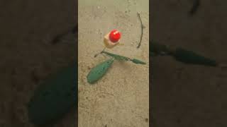 Blowback Rig Underwater #carpfishing #karpfenangeln #underwaterfishing #carpangling #Blowbackrig