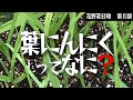 第８回【ニンニク】葉ニンニクってなに？