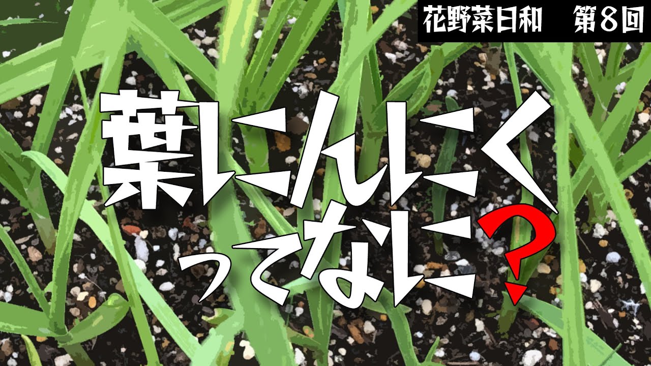 第８回【ニンニク】葉ニンニクってなに？