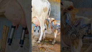 Robot Milking Farm Ka Machine Kaise Tut Gaya 😳 Crore Ka System Fail Ho Gaya #shorts #film