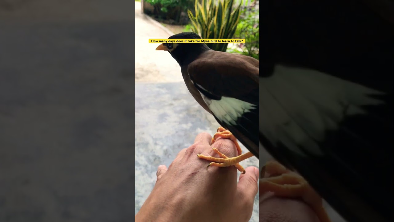 How many days does it take for Myna bird to learn to talk? 