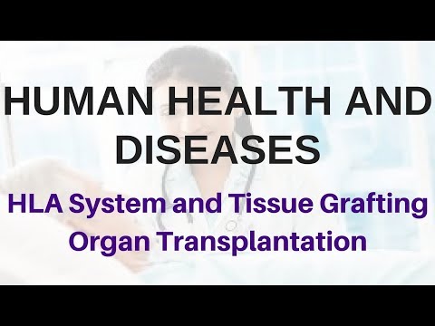 Human Health And Disease For Pre Medical Exams HLA System And Tissue Grafting Organ Transplantation