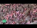 Rearing earthworms for profit  vermiculture part 1