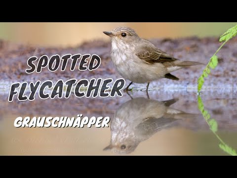 Spotted Flycatcher Muscicapa Striata Grauschnäpper 