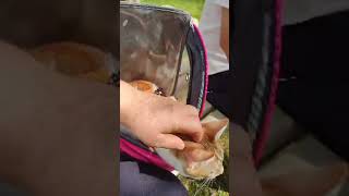 Şirinin Parktaki Ürkek Hali