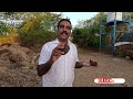 கழுதை சாணம் vs மாட்டு சாணம் – எது சிறந்த இயற்கை உரம்? | Donkey Dung vs Cow Dung #viral #trending