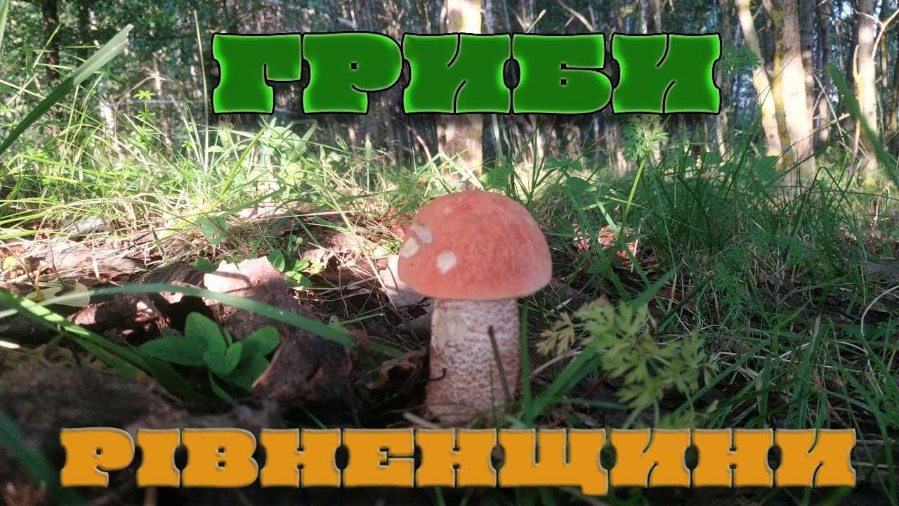 Похід За Грибами. 18Серпня 2023р. Рівненська обл.