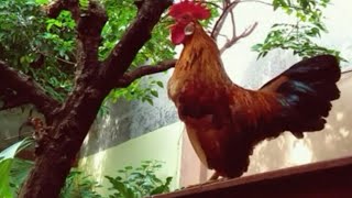 Ayam Kate Gacor Berkokok ISTIMEWA