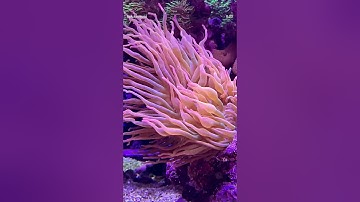 🌹 Rose Bulb Anemone | Stunning Bubble Tip Anemone in Reef Aquarium 🐠 #anemone #aquarium #reeftank