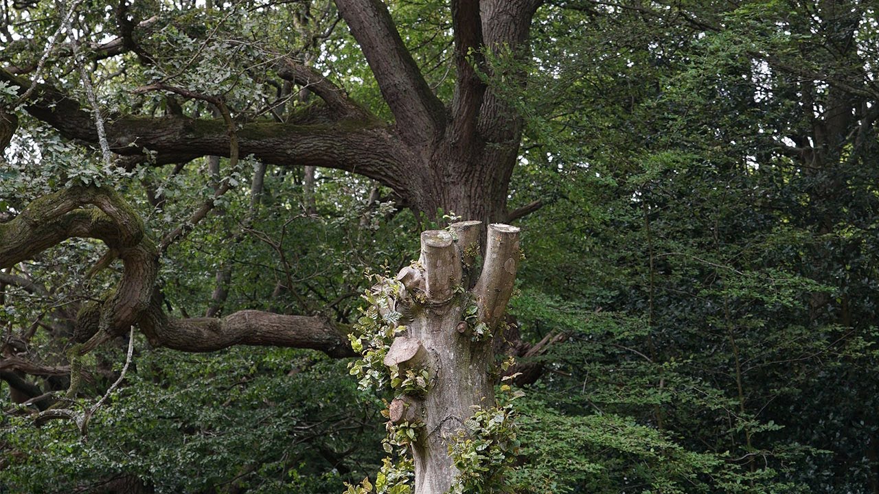 City of Trees- A Pollarded Landscape