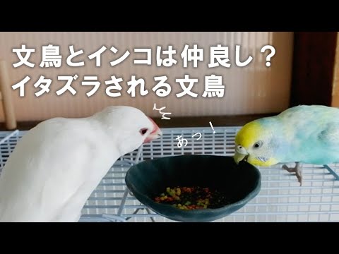 文鳥とインコは仲良し？イタズラされる文鳥【文鳥と暮らすvol.054