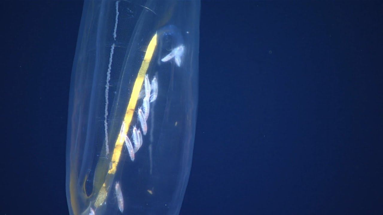 EX1708 Dive 13 Midwater Paganini Seamount Sep 10 2017