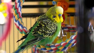 Talking Budgie Stops Owner Feeling Lonely | Pets: Wild At Heart | BBC Earth Kids