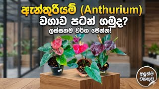 ඔන්න  වාසියක්...0764090776☎️මග ඇරෙයි