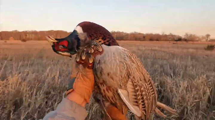 Nila and Nares - SD Pheasant Hunting Public Land 2025