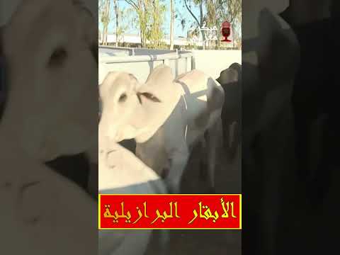 ميكرو مغربي شاهد وصول الأبقار المستوردة من البرازيل للسوق الوطنية المغربية