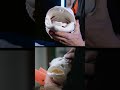 How Many Teeth Does a Fish Have? | A Look Inside the Mouths of Our Fish Replicas | Waters by Klaus