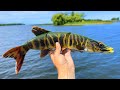 Fishing a giant pike swimbait for musky