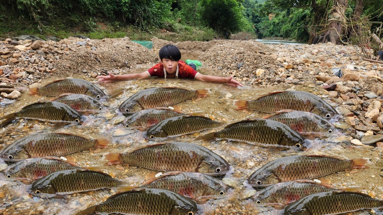 Creating a trap near the stream, Lam caught a lot of fish in the trap ...