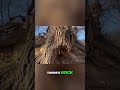 Mysterious Stone Walls & Trees: Ancient Structures Uncovered! #shorts