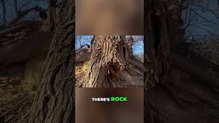 Mysterious Stone Walls &amp; Trees: Ancient Structures Uncovered! #shorts
