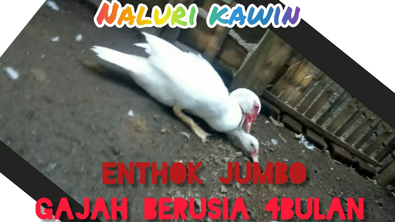 Enthok jumbo usia muda naluri kawin sunguh luar biasa