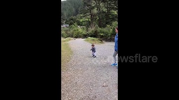 Quick-thinking mum saves son from being hit by charging ram in New Zealand