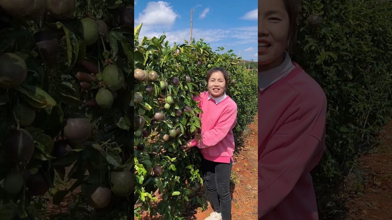Beautiful natural passion fruit farm and rural farming life 