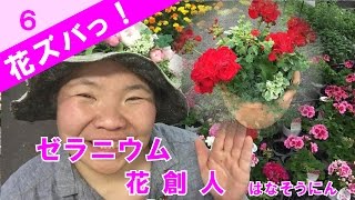 ゼラニウム【花ズバっ！】季節の花と寄せ植えの使い方紹介-6／花創人ガーデニング教室