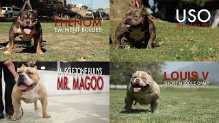 ED SHEPHERD - DAX'S BEST SONS (AMERICAN BULLY)
