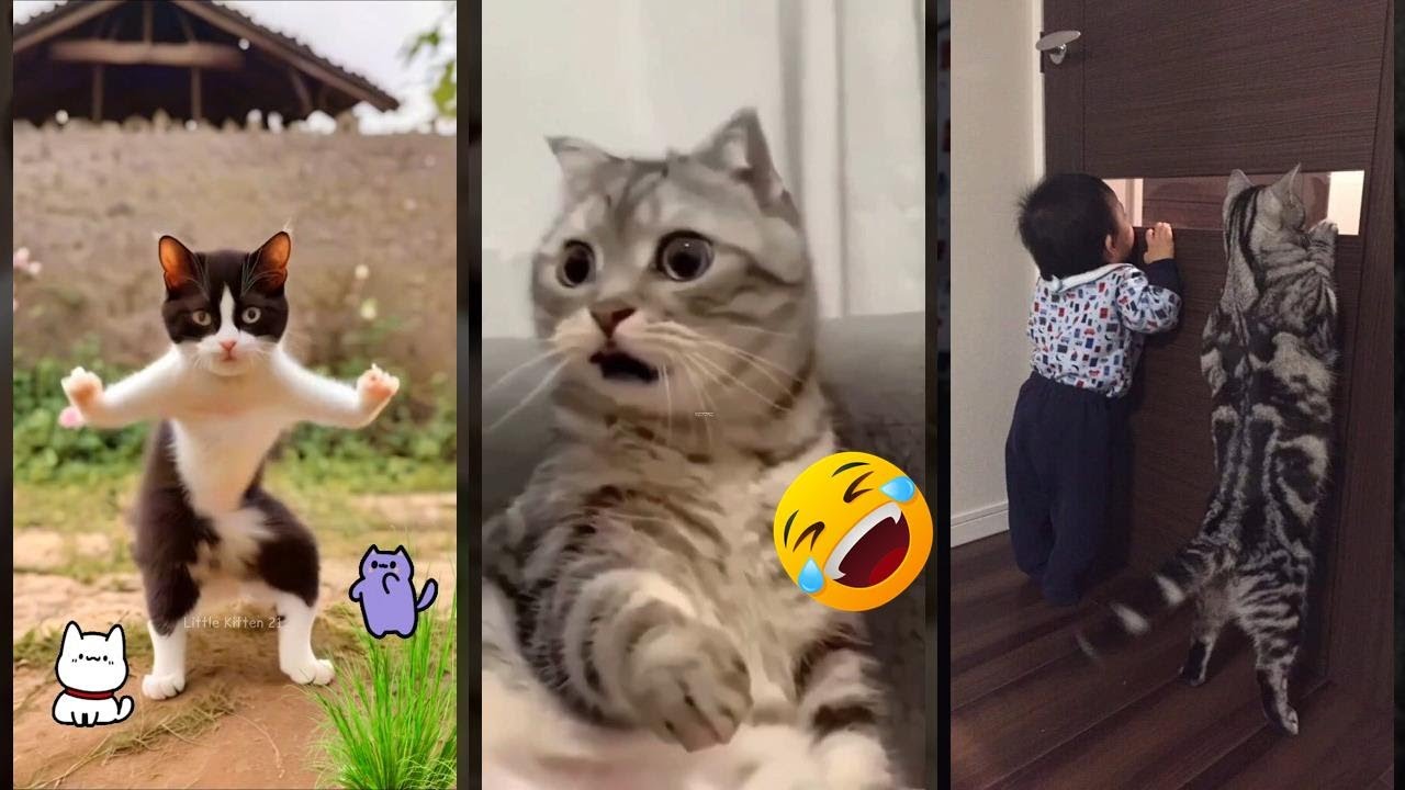 Funny Cat ๐ฑ kitten meowing call ๐ผ #HappyCats Part 6643 - YouTube