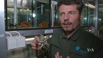 Brewers Using Low Tech Biosensors to Monitor Water Quality