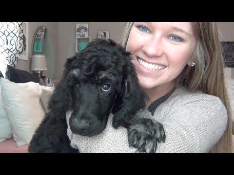 puppy haul puppy haul from petedge doovi puppy haul puppy haul from petedge doovi