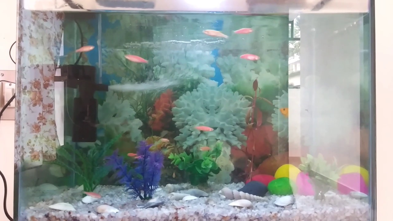 Home aquarium in Kerala YouTube
