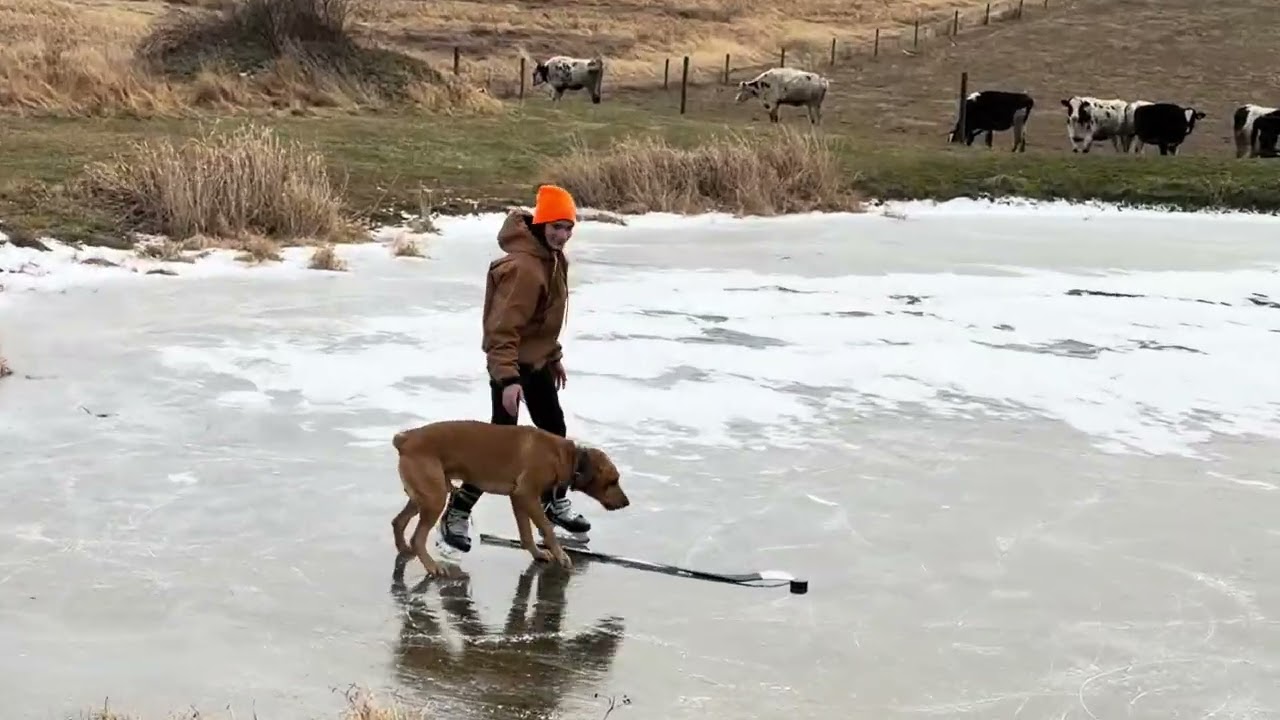Pond Hockey and Cattle 