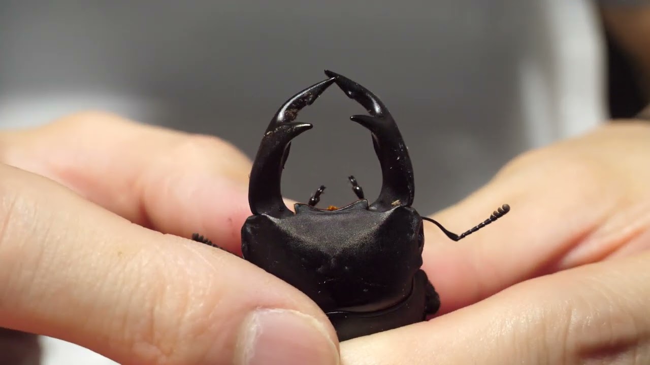 ワイルドオオクワガタの第1号が遂に羽化しました！ - YouTube
