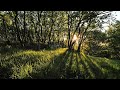 Relaxing Wind Sound 5 Hours / Dancing Forest in The Blowing Wind (Nature Sounds)