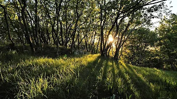 Relaxing Wind Sound 5 Hours / Dancing Forest in The Blowing Wind (Nature Sounds)